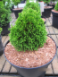 Preview: Thuja occidentalis Maks - Zwerglebensbaum Maks